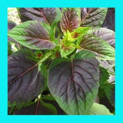 AMARANTH_BY_COLOUR_GREENS