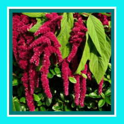 AMARANTH_LOVE_LIES_BLEEDING_sale1