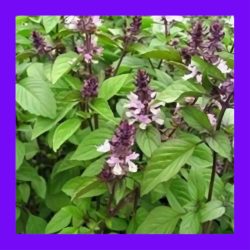 BASIL_CINNAMON