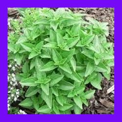 BASIL_GREEK_DWARF