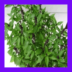 BASIL_HOLY_GREEN_(TULSI)