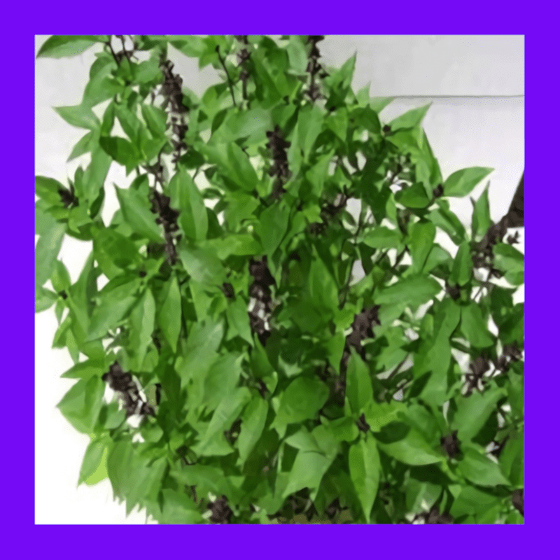 BASIL_HOLY_GREEN_(TULSI)