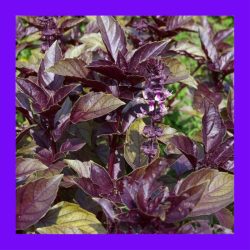 BASIL_HOLY_PURPLE_(TULSI)