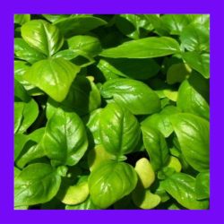 BASIL_ITALIAN_LARGE_LEAF
