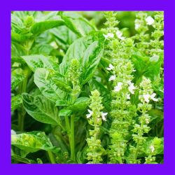 BASIL_LEMON