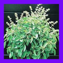 BASIL_LIME_(THAI)