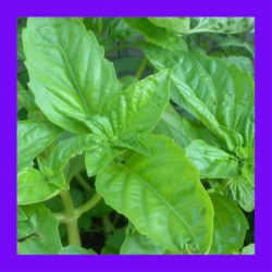 BASIL_SWEET_GENOVESE