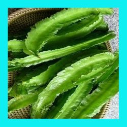 BEAN_WINGED_CLIMBER_ASIAN