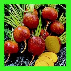 BEETROOT_DETROIT_GOLDEN