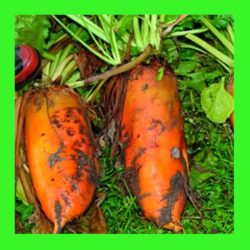 BEETROOT_MANGEL_WURZEL