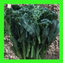 BROCCOLI_BROCCOLETTE