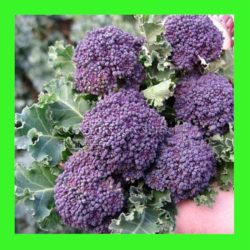 BROCCOLI_PURPLE_SPROUTING