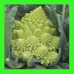 BROCCOLI_ROMANESCO