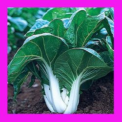 CABBAGE_BOK_CHOY_WHITE_STEM