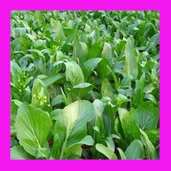 CABBAGE_CHOY_SUM