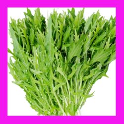 CABBAGE_MIZUNA