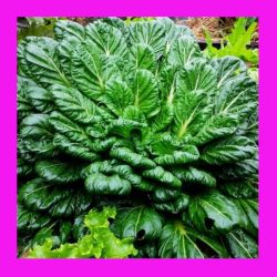 CABBAGE_TATSOI