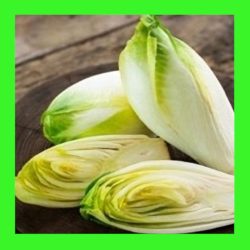 CHICORY_WITLOOF