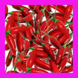 CHILLI-THAI_BIRDS_EYE-SMALL