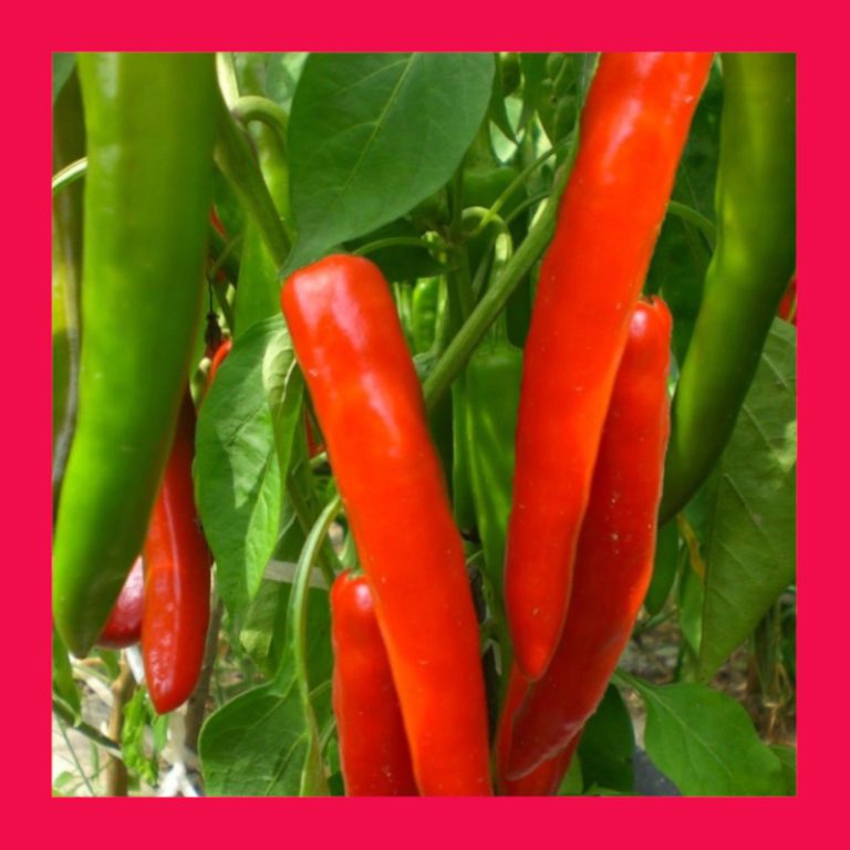 CHILLI_BIG_JIM