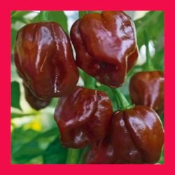 CHILLI_HABANERO_CHOCOLATE