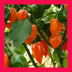 CHILLI_HABANERO_ORANGE