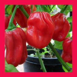 CHILLI_HABANERO_RED