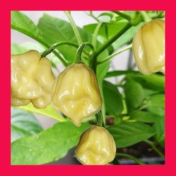 CHILLI_HABANERO_WHITE