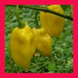 CHILLI_HABANERO_YELLOW