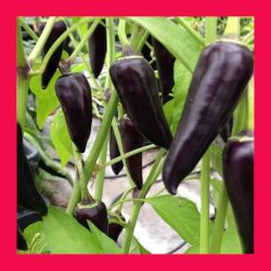CHILLI_HUNGARIAN_BLACK