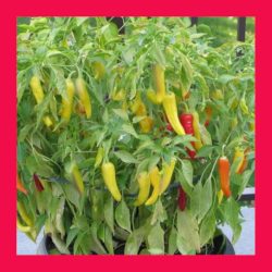 CHILLI_HUNGARIAN_YELLOW_HOT_WAX