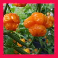 CHILLI_SCOTCH_BONNET_ORANGE