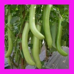 EGGPLANT_THAI_LONG_GREEN_ASIAN