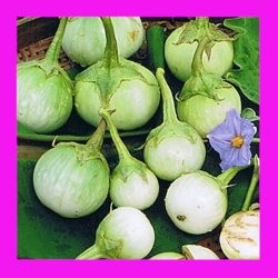 EGGPLANT_THAI_ROUND_GREEN_ASIAN