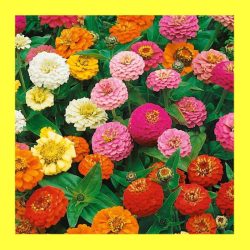 FLOWER-ZINNIA-THUMBELINA