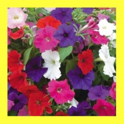 FLOWER_PETUNIA_DWARF_MIX