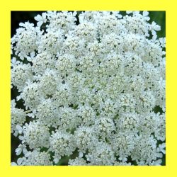 FLOWER_QUEEN_ANNE'S_LACE