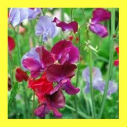 FLOWER_SWEET_PEA_MAMMOTH_MIX