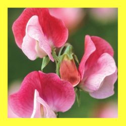 FLOWER_SWEET_PEA_PAINTED_LADY