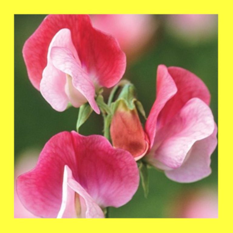 FLOWER_SWEET_PEA_PAINTED_LADY