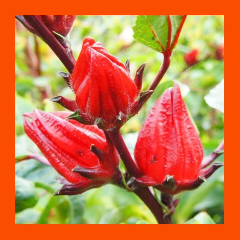 FRUIT_TREE_ROSELLA