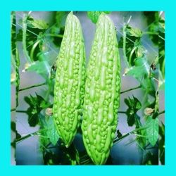 GOURD_BITTER_MELON