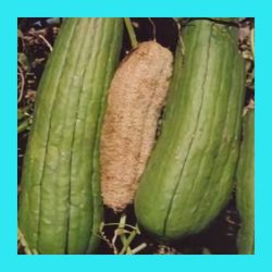 GOURD_LUFFA