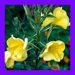 HERB_EVENING_PRIMROSE