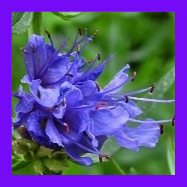 HERB_HYSSOP_BLUE_(JUFA)