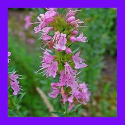 HERB_HYSSOP_PINK