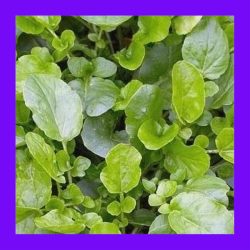 HERB_LAND_CRESS