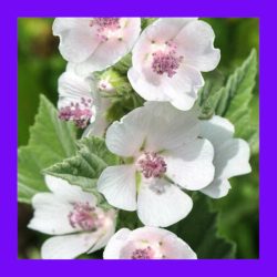 HERB_MARSHMALLOW