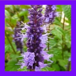 HERB_MINT_KOREAN
