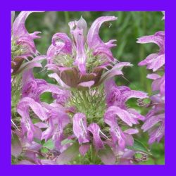 HERB_MINT_LEMON_(BEE_BALM)